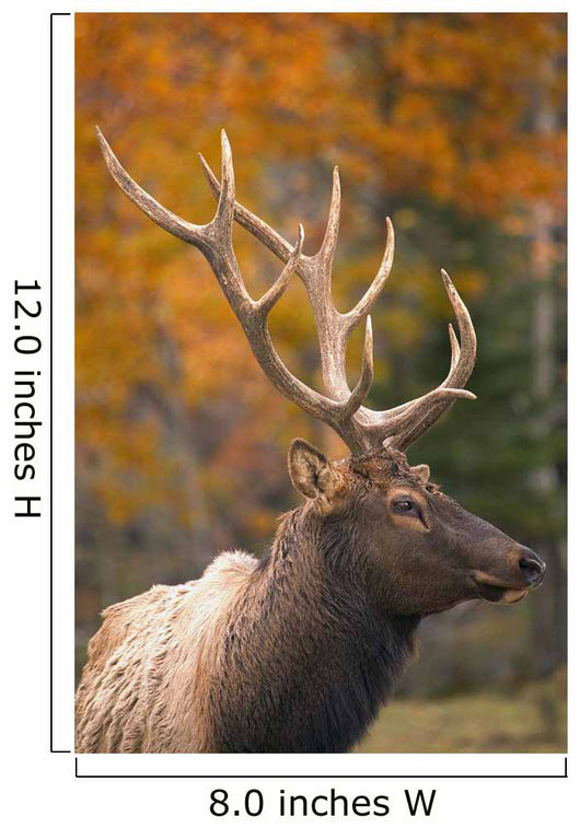 Bull Elk, Jasper National Park, Alberta, Canada Wall Mural