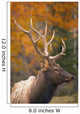 Bull Elk, Jasper National Park, Alberta, Canada Wall Mural
