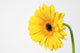 Yellow Gerbera Wall Mural