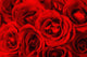Close Up Of Red Roses Wall Mural