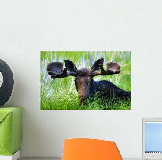 Moose Sitting In A Green Field Of Grass Wall Mural