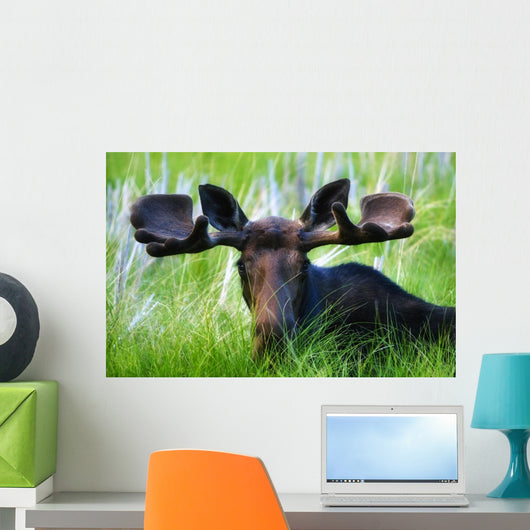 Moose Sitting In A Green Field Of Grass Wall Mural