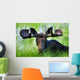 Moose Sitting In A Green Field Of Grass Wall Mural