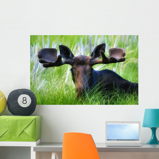 Moose Sitting In A Green Field Of Grass Wall Mural