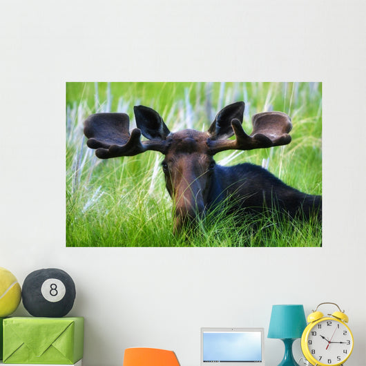 Moose Sitting In A Green Field Of Grass Wall Mural