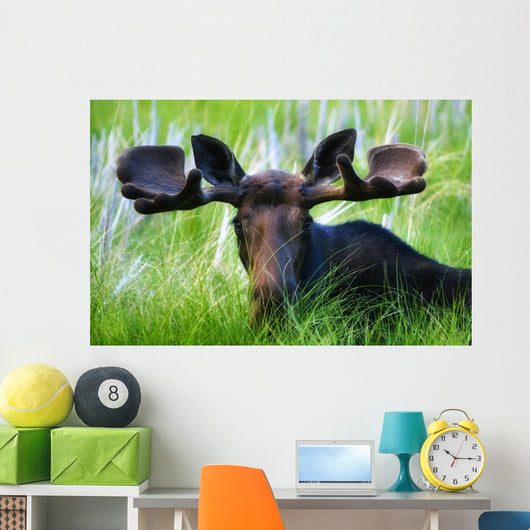 Moose Sitting In A Green Field Of Grass Wall Mural