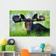 Moose Sitting In A Green Field Of Grass Wall Mural