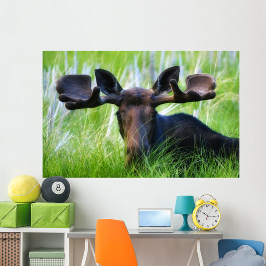 Moose Sitting In A Green Field Of Grass Wall Mural