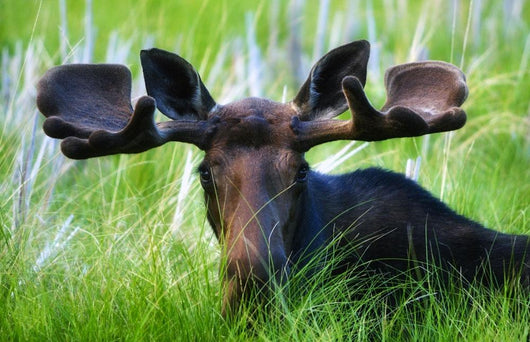 Moose Sitting In A Green Field Of Grass Wall Mural