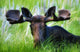 Moose Sitting In A Green Field Of Grass Wall Mural