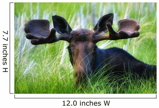 Moose Sitting In A Green Field Of Grass Wall Mural