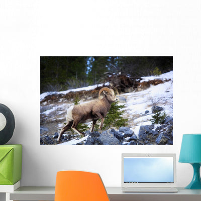 Bighorn Sheep Climbing Snowy Wall Mural shown on a wall