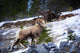 Bighorn Sheep Climbing Snowy Rocky Hill Wall Mural