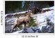 Bighorn Sheep Climbing Snowy Rocky Hill Wall Mural