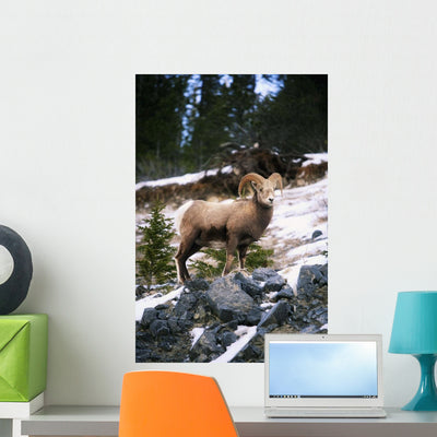 Bighorn Sheep Standing Rocks Wall Mural shown on a wall