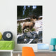 Bighorn Sheep Standing On Rocks Wall Mural