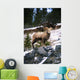 Bighorn Sheep Standing On Rocks Wall Mural