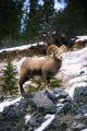 Bighorn Sheep Standing On Rocks Wall Mural