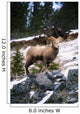 Bighorn Sheep Standing On Rocks Wall Mural