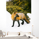 Fox On Snow Wall Mural