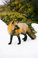 Fox On Snow Wall Mural