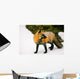 Fox Watching Behind Him Wall Mural