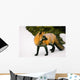 Fox Watching Behind Him Wall Mural