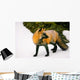 Fox Watching Behind Him Wall Mural