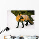Fox Watching Behind Him Wall Mural
