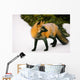 Fox Watching Behind Him Wall Mural