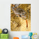 Baird's Rat Snake Tongue Flick Wall Mural