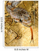 Baird's Rat Snake Tongue Flick Wall Mural