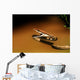 A Brown Vine Snake With Its Mouth Open Wall Mural
