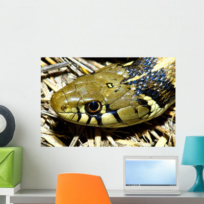 Checkered Garter Snake's Head Wall Mural shown on a wall