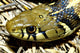 Checkered Garter Snake's Head Wall Mural