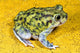 A Spadefoot Toad Wall Mural
