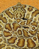 A Prairie Rattlesnake, Crotalus Viridis, Sitting On A Road Wall Mural