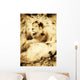 Old Photograph Of A Lion On A Rock Wall Mural