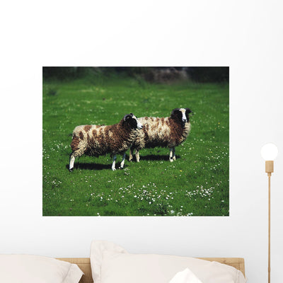 Jacob Sheep Wall Mural shown on a wall