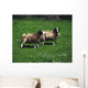 Jacob Sheep Wall Mural