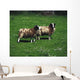 Jacob Sheep Wall Mural