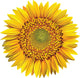 Sunflower Wall Decal