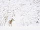 Deer In A Forest Wall Mural