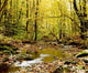 Forest With Creek Flowing Through It Wall Mural