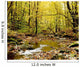 Forest With Creek Flowing Through It Wall Mural