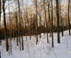 Snowy Forest Wall Mural