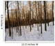 Snowy Forest Wall Mural