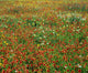 Field Of Wildflowers Wall Mural