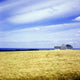 Wheat Field Wall Mural
