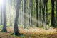 Autumn Light Wall Decal